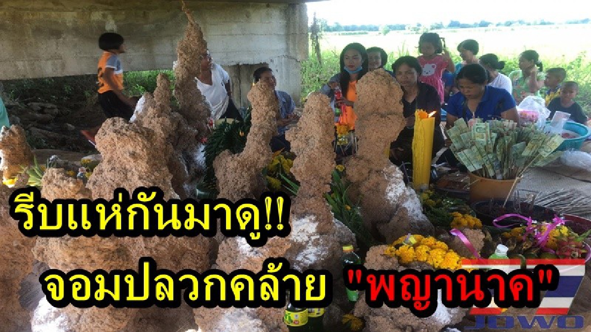 รีบแห่กันมาดู!! ชาวเชียงยืนพบจอมปลวกรูปทรงคล้ายพญานาค เผยเคยให้โชคทั้งหมู่บ้านมาแล้ว งวดนี้ส่องใหม่ ต่างเห็นเป็นเลขเดียวกัน (คลิป)