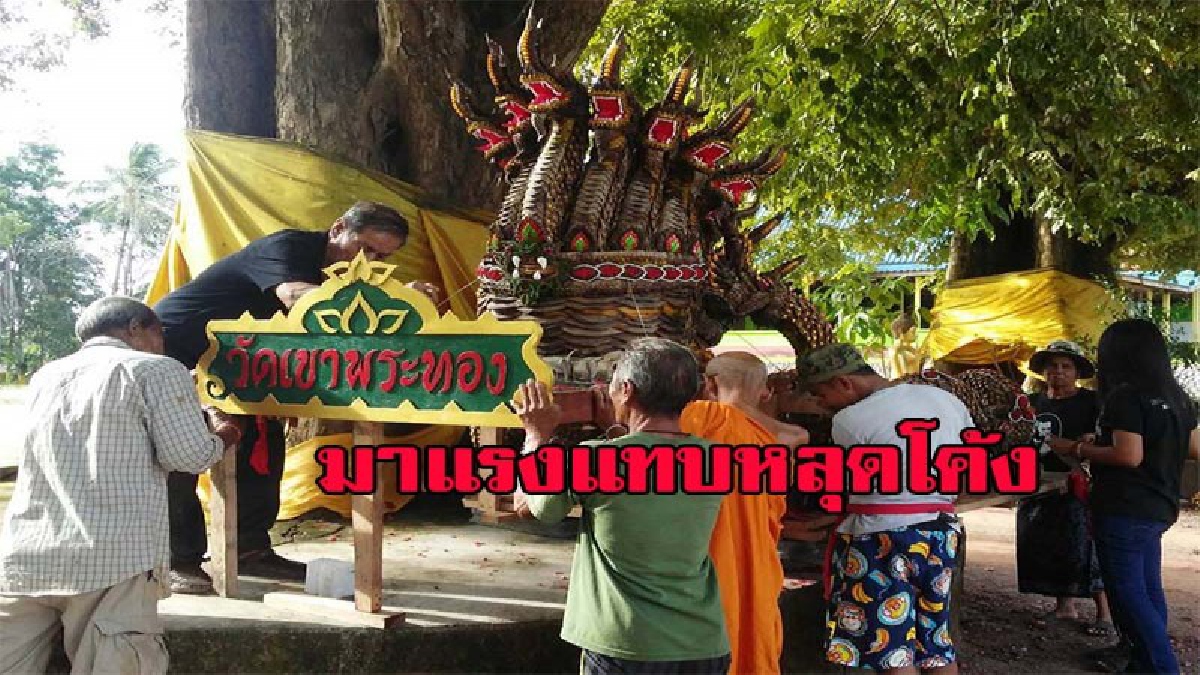 มาแรงแทบหลุดโค้ง!! เลขเด็ด ปู่-ย่าพญานาค 5 เศียรและ 9 เศียรอัญเชิญประดิษฐานใต้ต้นประดู่วัดเขาพระทอง