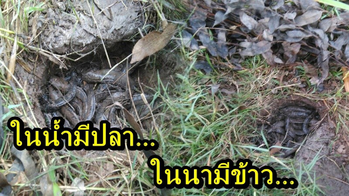 ในน้ำมีปลา ในนามีข้าว!! ชาวบ้านท่าลาด หาปลาโดยใช้วิธีแบบชาวบ้านๆ พร้อมน้อมนำเอาหลักปรัชญาเศรษฐกิจพอเพียง มาปรับใช้ในการดำเนินชีวิต