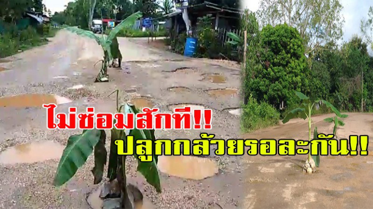 มันไม่ไหวแล้วจริงๆ!!! ไม่ซ่อมสักที ปลูกกล้วยรอละกัน!! ชาวบ้านสุดทน!! ถนนเป็นหลุมเป็นบ่อมีน้ำท่วมขังเดือดร้อนมาแรมปี ไม่มีหน่วยงานใดเข้าแก้ไข