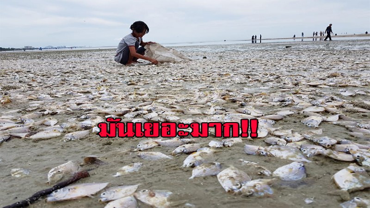 เกิดปรากฎการณ์น้ำเบียด!? ปลาแป้น เกยตื้นเกลื่อนหาด นอนตายส่งกลิ่นเหม็นเน่า หลาย 10 ตัน ประมงยัน นำไปบริโภคได้