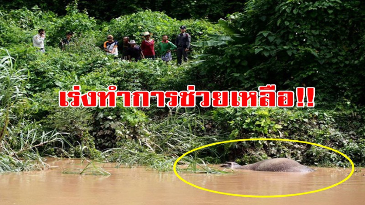 หนึ่งชีวิตเราไม่เคยทิ้งกัน! ต้องรอด..จนท.ชาวบ้านเร่งช่วยเหลือลูกช้างป่าถูกน้ำป่าพัดตกคลองชมภู หลังหมดเรี่ยวแรง ได้เพียงแต่ชูงวง (มีคลิป)