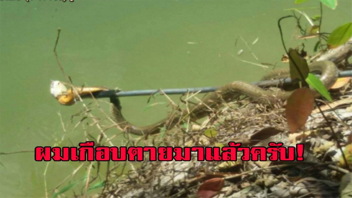 เกือบเอาชีวิตไม่รอดแล้วไง! รู้ชะบ้างใครเป็นเจ้าของ จงอางยักษ์หวงปลาในบ่อที่ชาวบ้านเลี้ยงไว้ ชาวบ้านเกือบเอาชีวิตไม่รอดเสียแล้ว รีบแจ้งกู้ภ