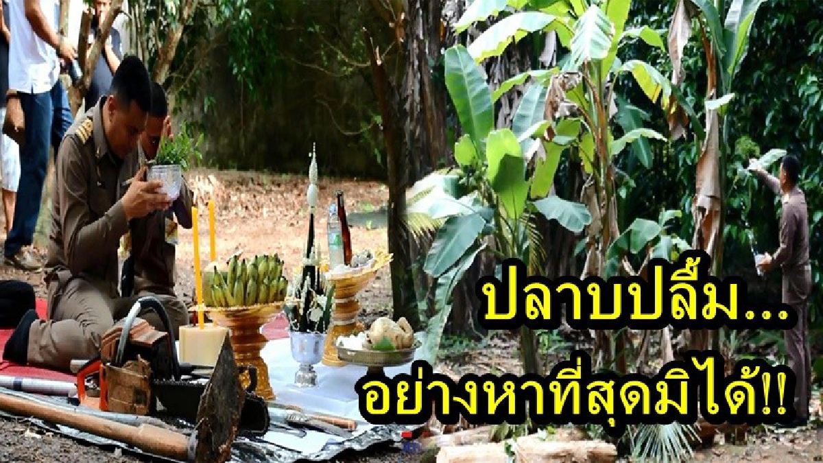 ปลาบปลื้ม...อย่างหาที่สุดมิได้!! ชาวสวนจันทบุรีปลื้มใจ ต้นกล้วยตานีในสวน ถูกนำไปใช้แทงหยวก ร่วมเครื่องสดประดับพระจิตกาธาน ในงานพระราชพิธีฯ