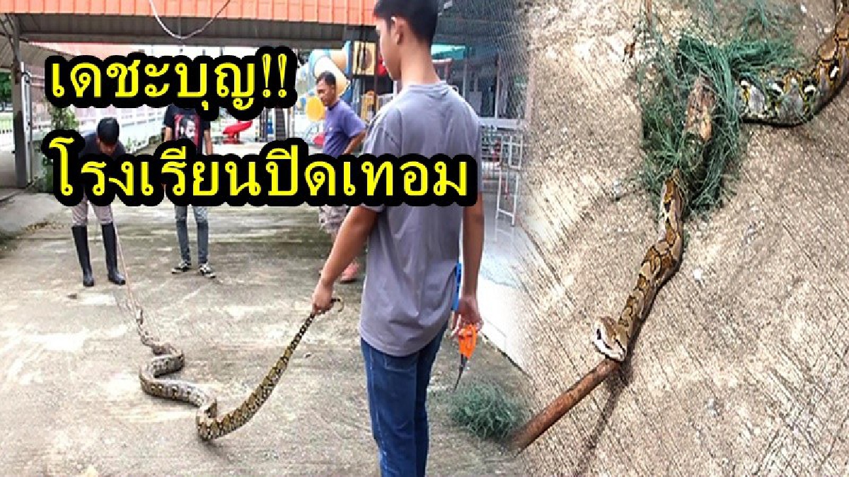 แม่เจ้าโว้ย!! ครูเวรหัวใจแทบวาย เดินตรวจอยู่ดีๆ ถึงกับผงะเจองูเหลือมตัวอย่างยาว ติดตาข่ายกันนกพิราบ เดชะบุญเป็นช่วงปิดเทอม รีบแจ้งกู้ภัยด่วน
