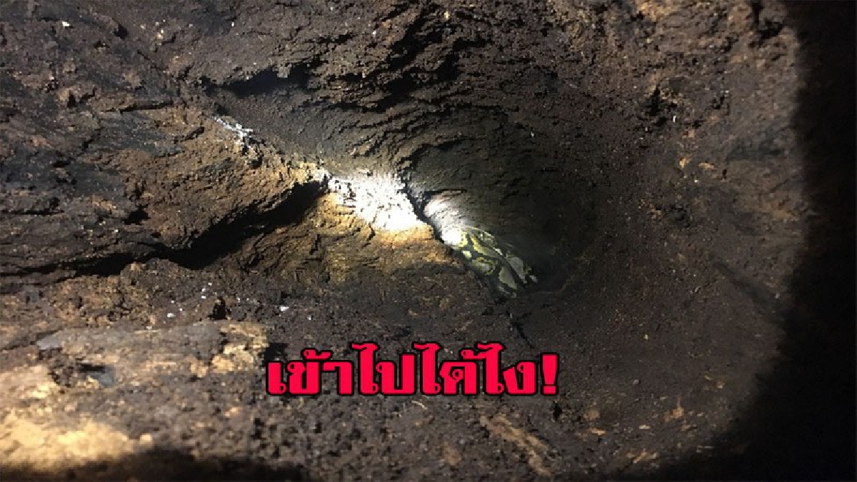 มาได้อย่างไร!!งูเหลือมยักษ์ มาอาศัยเสาบ้าน ทำเจ้าของบ้านผวาแจ้งกู้ภัยจับปล่อยป่าด่วน