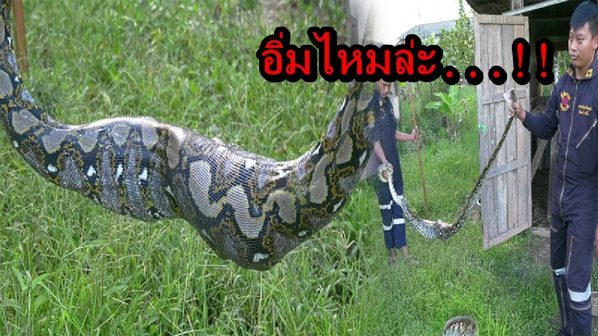 ก็ว่าไก่หายไปไหน!! พบงูเหลือมท้องป่อง นอนขดอยู่ในเล้า รีบเเจ้งกู้ภัยเข้าจับ เสียไก่ชนสุดรักไปสองตัว (คลิป)