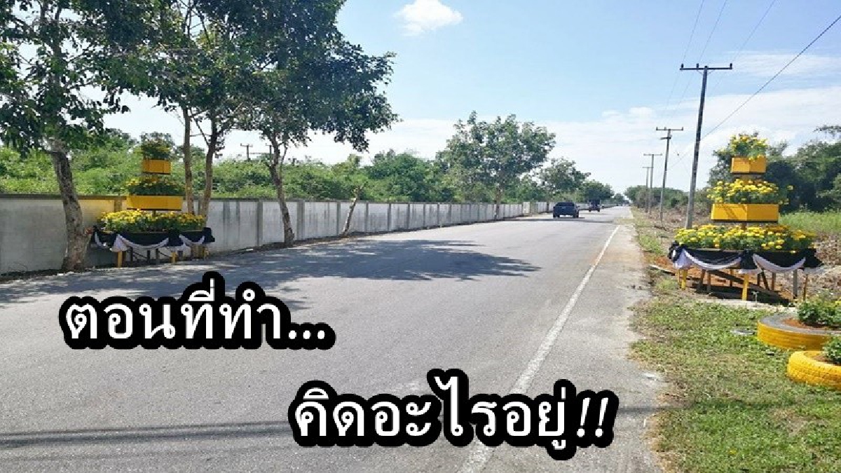 คนที่ทำคิดบ้างไหม!! ที่เกาะหลัก มีมือดีคอยฉก "ต้นดาวเรือง" ที่ประดับริมถนนเส้นทางไปเมรุมาศจำลอง นายก อบต. วอนอย่าทำแบบนี้เลย