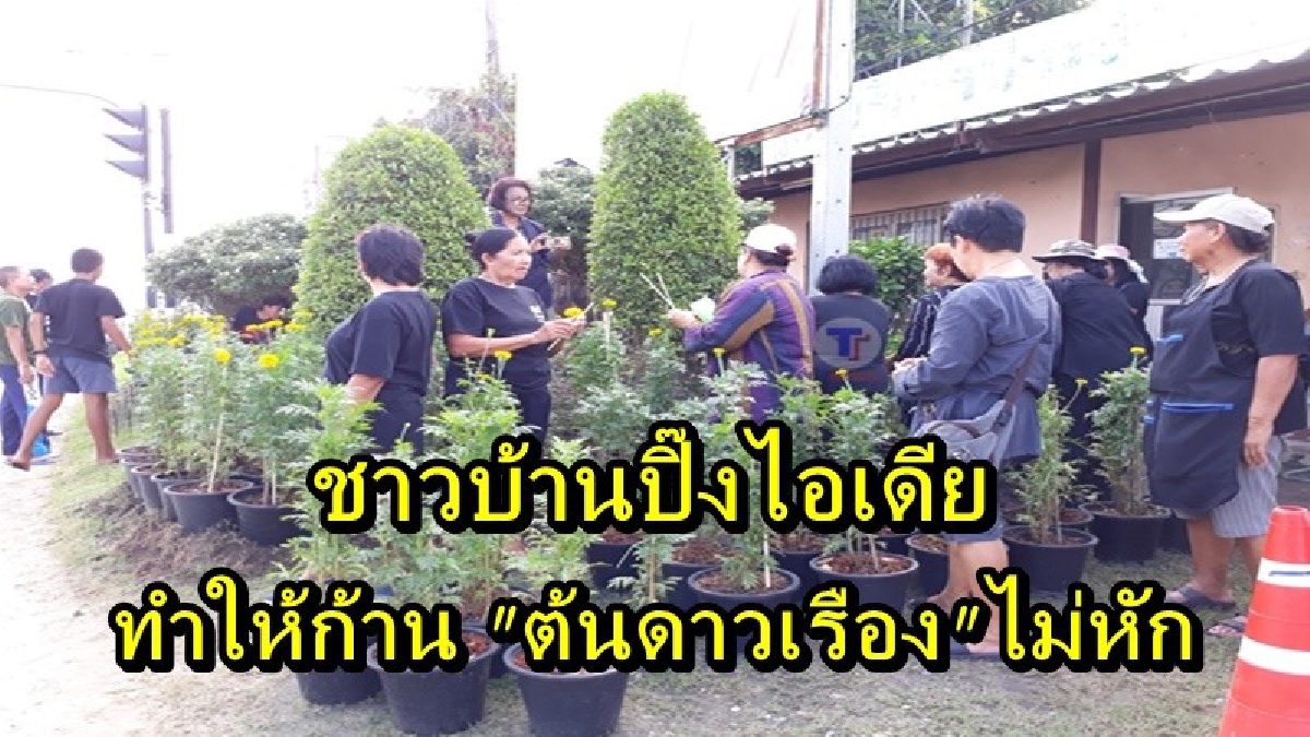 เดี๋ยวฝน เดี๋ยวลม ชาวบ้านปิ๊งไอเดีย ทำให้ก้าน "ต้นดาวเรือง" ไม่หัก ด้วยวิธีการง่ายๆ ที่ใครหลายคนก็ทำได้ ไม่สงวนลิขสิทธิ์!!