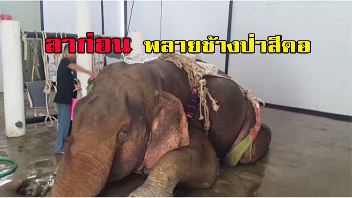 ลาก่อน!! พลายช้างป่าสีดอ เผย ภาพที่น่าหดหู่ การทำพิธีปัด เตรียมพร้อมผ่าซากพิสูจน์ ก่อนจะฝังกลบดิน ในพื้นที่สถาบันคชบาลแห่งชาติฯ (มีคลิป)