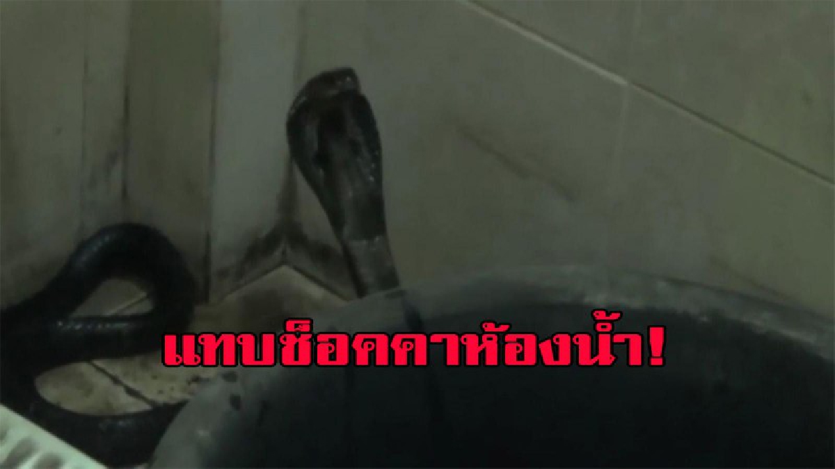 เสียงขู่ฟ่อๆๆ...สุดสะพรึง หันหลังไปแทบผงะ งูเห่าชูหัวพร้อมฉก แทบช็อคคาห้องน้ำ มีคลิป