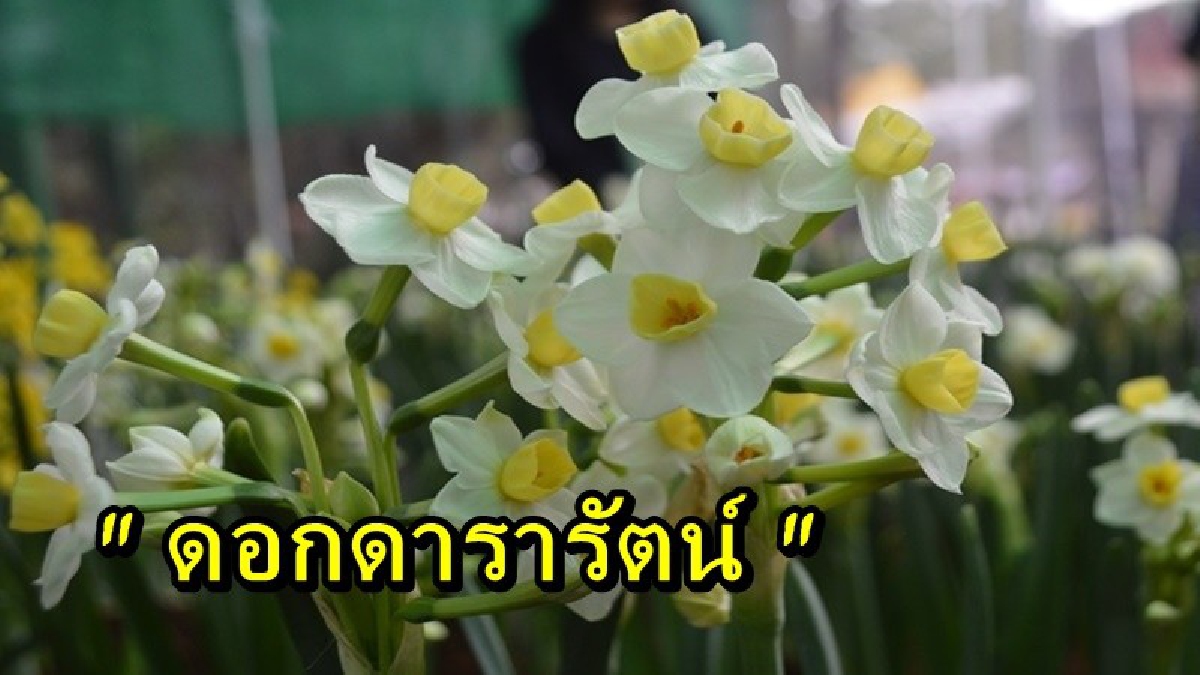 เป็นบุญที่ได้เห็น!! ชาวแพร่ตื่นตา เข้าชมดอกดารารัตน์ บริเวณพระเมรุมาศจำลอง (คลิป)