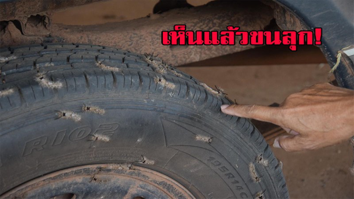 มันยกกันมาเป็นกองทัพ...เห็นแล้วขนลุก หนอนบุ้งคันนับร้อย บุกบ้าน หวั่นแพร่ระบาดเข้าชุมชน