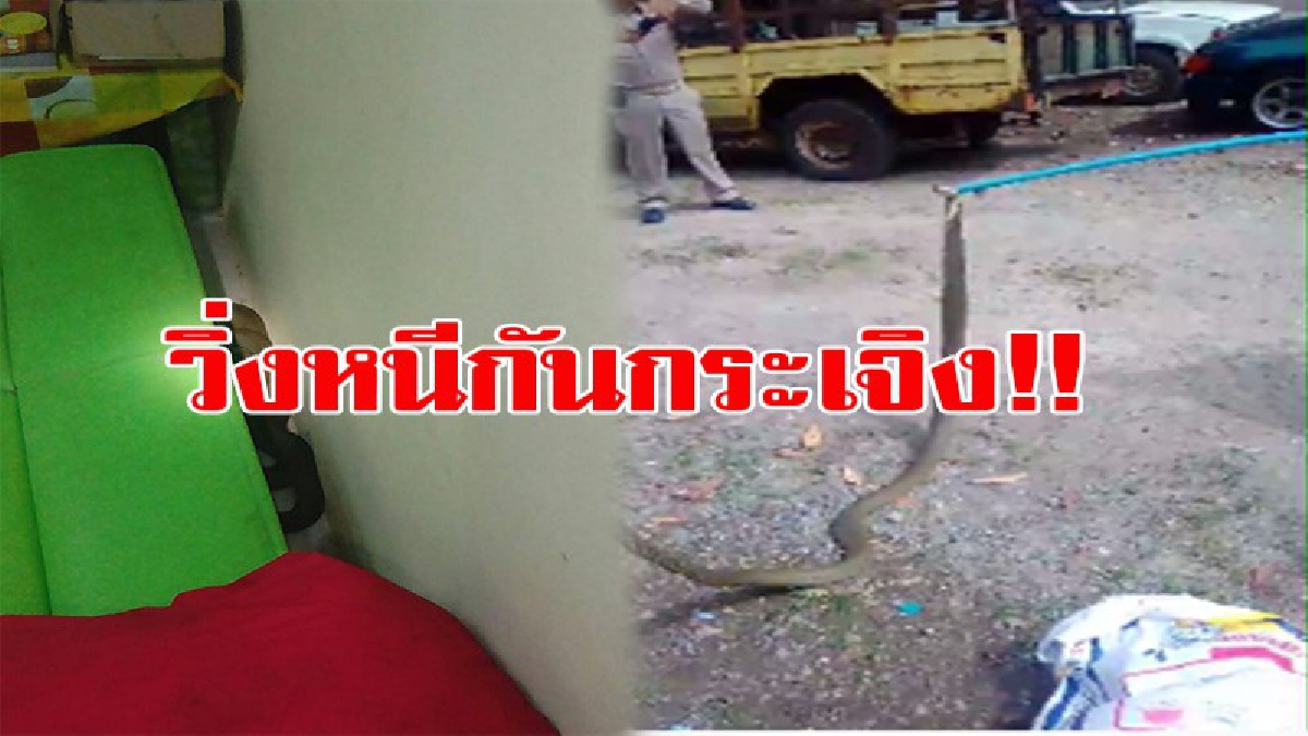 วิ่งกันกระเจิง!! นั่งดูทีวีอยู่ดีๆ ต้องพากันวิ่งวุ่นตัวใครตัวมัน เมื่อเจ้าพ่อจงอาง ยาวกว่า 3 เมตร ไล่หนูตรงดิ่งเข้ามาในบ้าน (ดูคลิป)