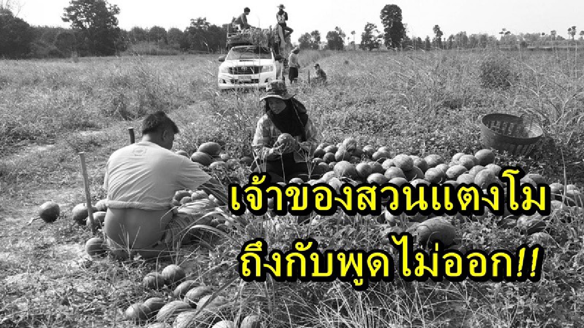ฟังขึ้นไหม!! คนขับรถกระบะรับจ้าง ขนแตงโมกินรีหนีหายอ้าง ไม่ได้ขโมย แต่รถเสียเลยขายแตงโม เอาเงินไปซ่อมรถ (คลิป)