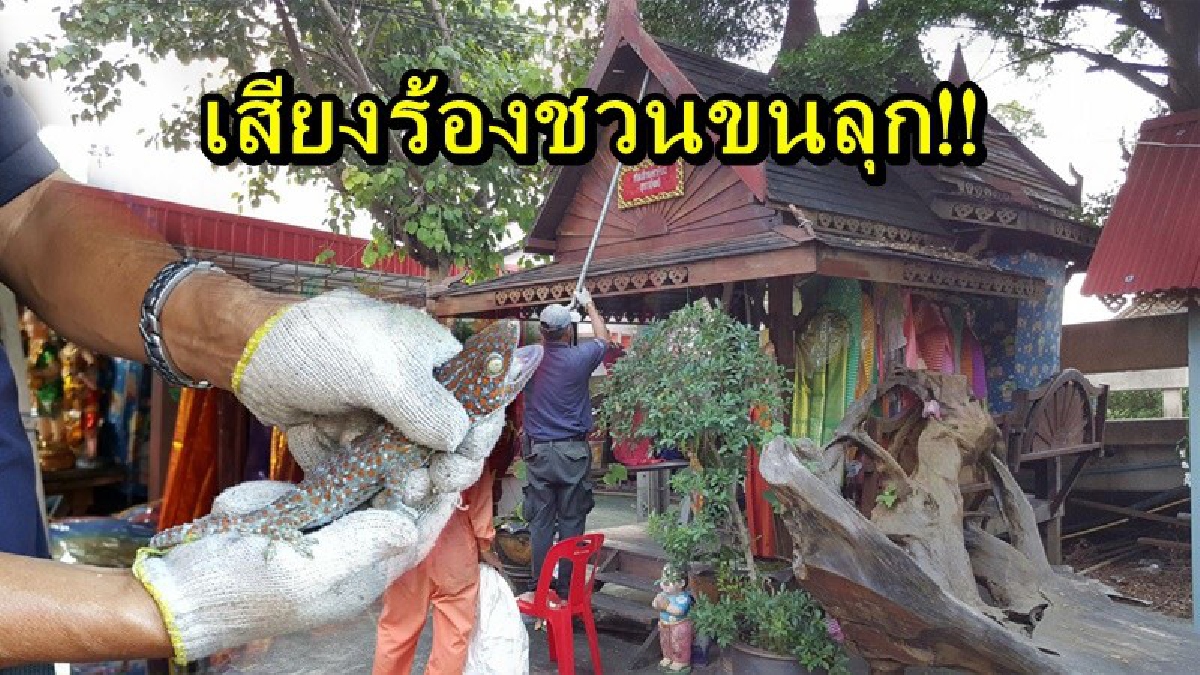 เสียงร้องชวนขนลุก!! จะเข้ากราบไหว้ศาลเจ้าแม่ตะเคียน ได้ยินเสียงตุ๊กแกร้อง ถึงกับผวาหวั่นโดนทำร้าย แจ้งเจ้าหน้าที่รีบจับไปด่วน