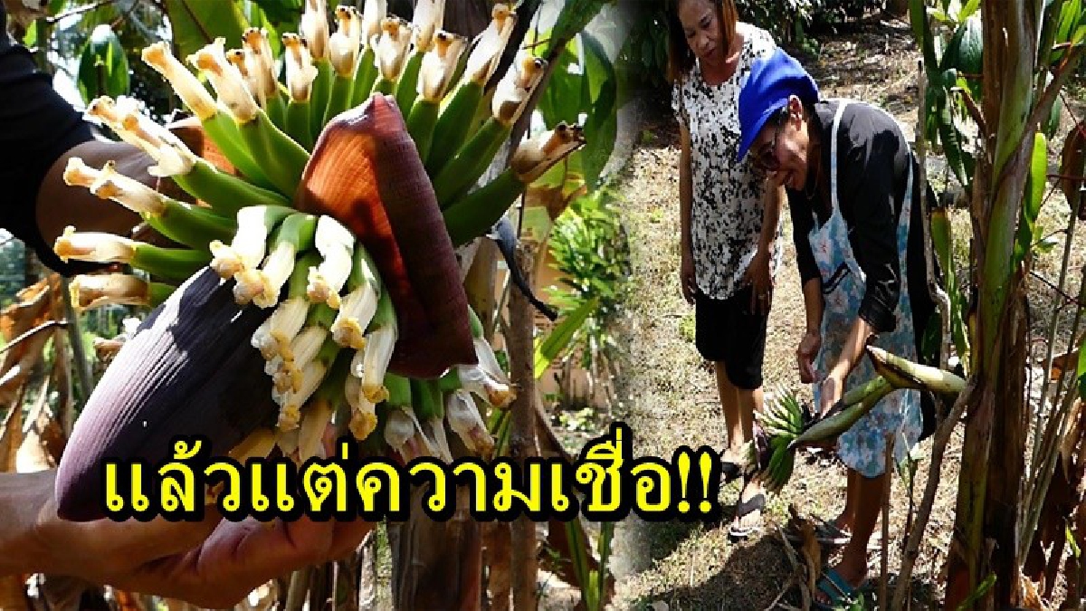 แล้วแต่ความเชื่อ!! ต้นกล้วยเล็บมือนางประหลาด ออกลูกกลางลำต้น ชาวบ้านรู้ข่าวแห่ไปดู เจ้าของเผยให้โชคมาแล้วหลายงวด