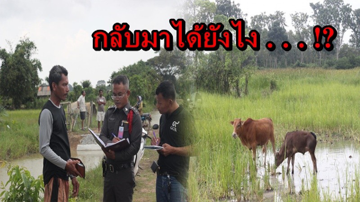 กลับมาได้ยังไง!! ชาวบ้านแจ้งตำรวจ วัวโดนขโมยไป 5 ตัว หากันอยู่สักพักมีวัว 2 ตัวเดินกลับมา พบปากและใบหน้าโดนเชือกมัด