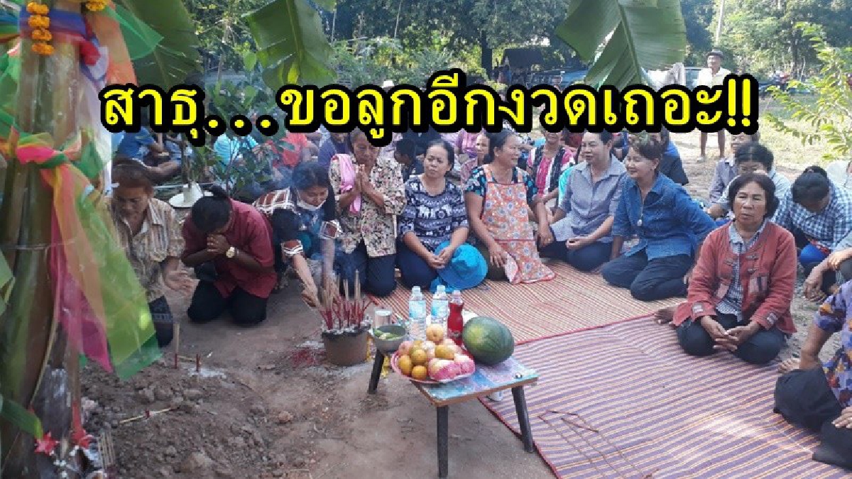สาธุ...ขอลูกอีกงวดเถอะ!! ชาวบ้านแห่มาขอหวย ต้นกล้วยประหลาดออกหน่อเป็นดอกบัว หลังจากก่อนหน้านี้ให้โชค มีคนแห่มาแก้บนมากมาย (คลิป)