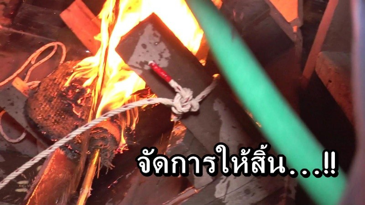 หนีกันกระเจิง!! ครอบครัวผวาต่อหัวเสือ ไม่รู้มาทำรังต่อไหน อาละวาดไล่ต่อยคนในบ้าน ต้องรีบแจ้งกูภัยมาจัดการ ไม่งั้นคงนอนไม่ได้