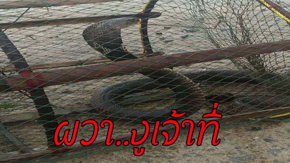 สุดช็อก !! งูเห่ายักษ์ออกหากินกลางสายฝน ติดอยู่ในไซดักปลา แผ่แม่เบี้ยขู่ ชาวบ้านเชื่อเป็น"งูเจ้าที่"
