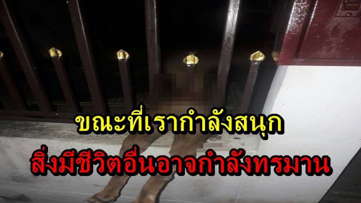เสียงร้องโหยหวน...สุดแสนทรมาน!! เจ้าหน้าที่กู้ภัยเร่งช่วยเหลือ สุนัขถูกรั้วเหล็กเสียบ เจ้าของเผยมันตกใจเสียงพลุ เลยจะรีบหาที่หลบ