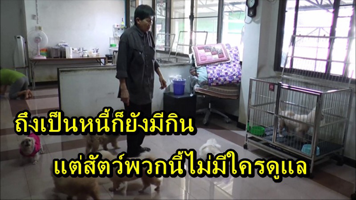 อย่าเลี้ยงเพราะอยาก...ต้องดูแลและใส่ใจมันด้วย!! เปิดใจสาวใหญ่วัย 68 ปี กับภาระหน้าที่เลี้ยงดูสุนัข-แมวจรจัดหลายสิบตัว จนเป็นหนีเป็นสิน