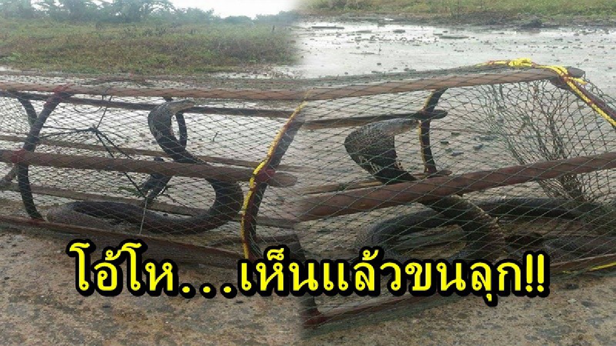 โอ้โห...เห็นแล้วขนลุก!! ฝนตกหนักชาวบ้านจึงเอาไซวางหวังดักปลา มาดูอีกพบเป็นงูเห่าตัวใหญ่เบ้อเริ่ม กำลังแผ่แม่เบี้ย