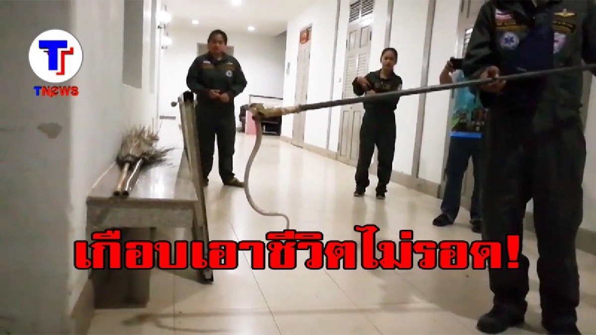 เกือบแล้วไง ไล่จับจ้าละหวั่น งู พิษ ไม่ทราบชนิดเลื้อยเข้าสำนักงานททท.เลย มีคลิป