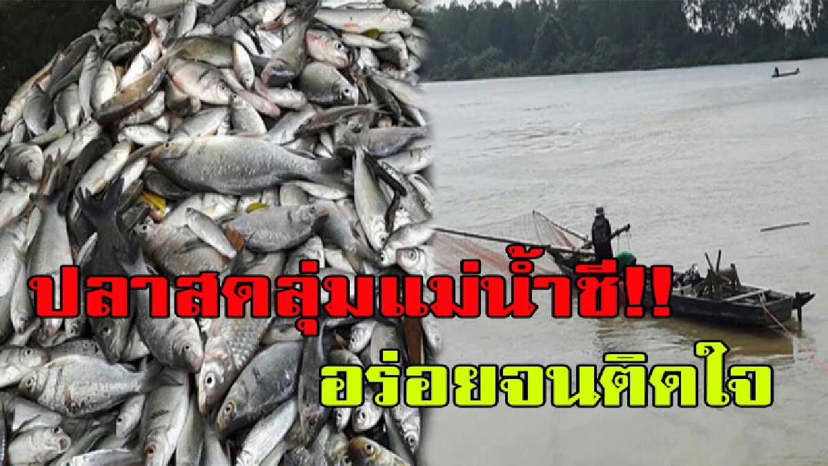 เดี๋ยวก็รวยไม่รู้ตัว!! ปลาสดลุ่มแม่น้ำชี ขายกันแบบสด... รับประกันความสด ไม่สดเอามาคืน แถมรายได้เป็นกอบเป็นกำ  เลยนะจะบอกให้