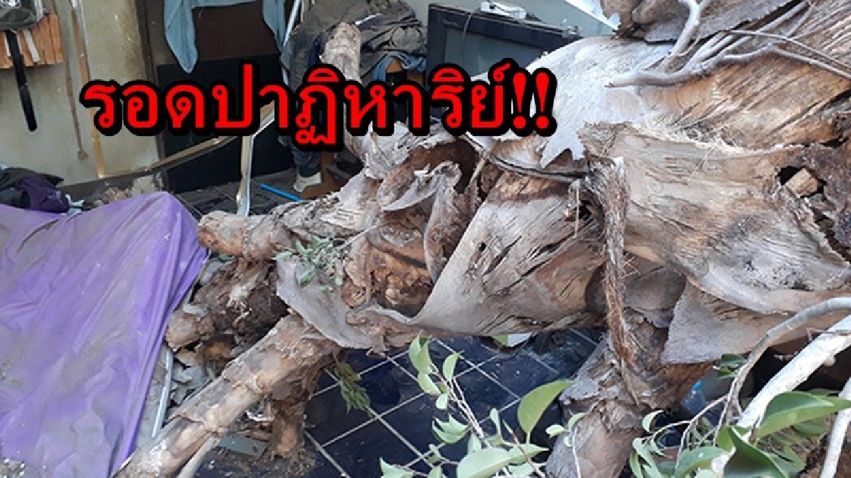 เชื่อบารมีครูบาศรีวิชัย...คุ้มครอง!! เกิดลมกระโชกแรง ต้นลานสูงเก่าแก่อายุกว่า 100 ปี หักโค่นทับบ้าน โชคดีเด็กทั้ง 4 วิ่งหนีทัน