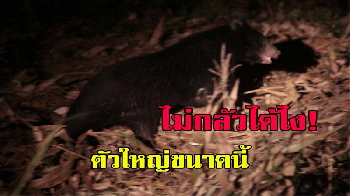 ใครเจอก็ต้องผวา...หมีควายบุกมาหาถึงถิ่น ชาวบ้านต้องรวมกลุ่มออกลาดตระเวนเฝ้าระวังทั้งวันทั้งคืน (คลิป)
