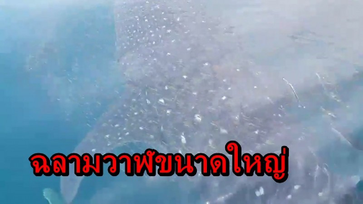 ฮือฮาไปทั่วอุทยาน!! พบฉลามวาฬขนาดใหญ่ หายากใกล้หมู่เกาะห้อง เจ้าหน้าที่อุทยานเตรียมเก็บข้อมูล