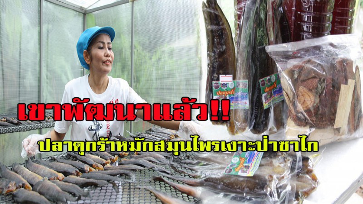 เขาพัฒนาแล้ว!!....สร้างอาชีพในชุมชนปลาดุกร้าหมักสมุนไพรเงาะป่าซาไก แถมรายได้เป็นกอบเป็นกำ
