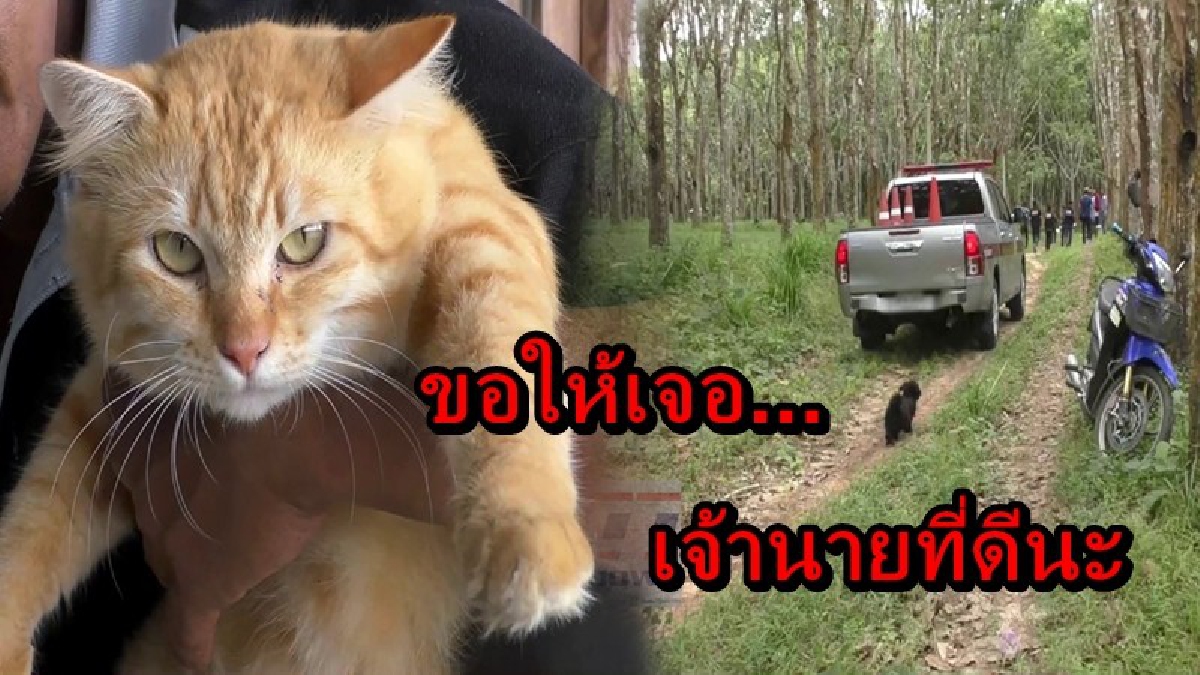 แสนเวทนา!! เจ้านายโดนจับติดคุก หมาแมวไร้คนดูแล "พี่ดี้" ทราบข่าวประกาศรับเลี้ยง แต่ต้องผิดหวัง เพราะมีคนรับไปเลี้ยงแล้ว
