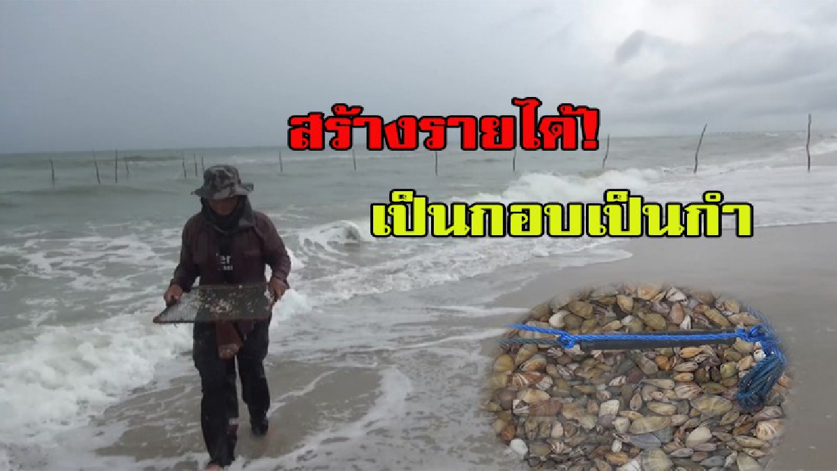 ไม่ต้องลงทุน....ลงแค่แรง เลี้ยงครอบครัวได้สบาย อาชีพคราดหอยเสียบขาย รายได้เป็นกอบเป็นกำ!!