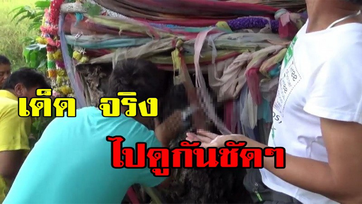 ถูกกันมาแล้วทั่วหน้า!! บอกเลยห้ามพลาด เด็ดจริง ไม่เด็ดไม่บอกต่อ!! คอหวยทั่วสารทิศแห่ขอเลขเด็ด "ปู่เสี้ยวบ้าน"มีหน้าพระพุทธรูปฝังกลางต้นขี้เห