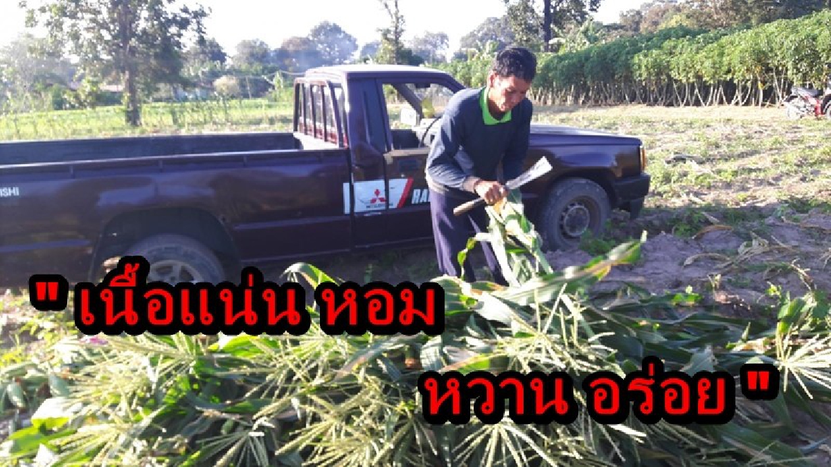 ขายดีเป็นเทน้ำเทท่า!! "ข้าวโพดหวานพันธุ์ไฮบริก" เนื้อแน่น หอม หวาน ได้รับความนิยมจนตัดขายแทบไม่ทัน สร้างรายได้วันละหลายพันบาท
