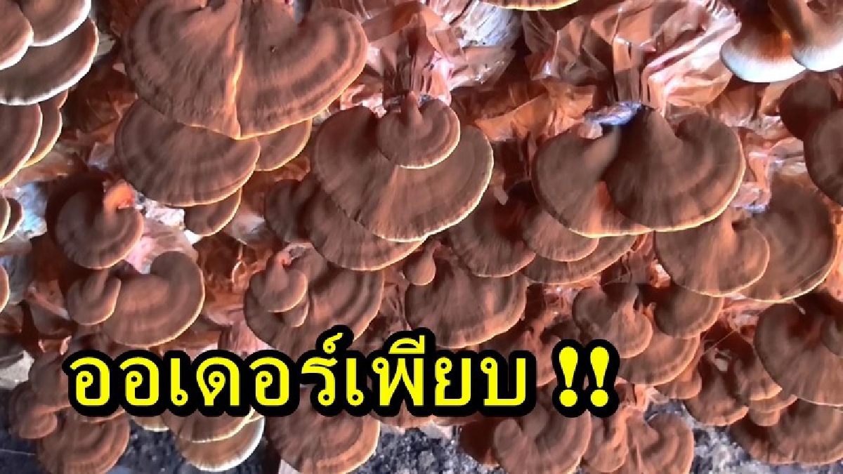 ออเดอร์เพียบ!! ชาวบ้านเกาะใหญ่ เตรียมนำเห็ดหลินจือแดงขอ อย. หลังสินค้าขายดี เป็นที่ต้องการของลูกค้า สร้างรายได้เป็นกอบเป็นกำ