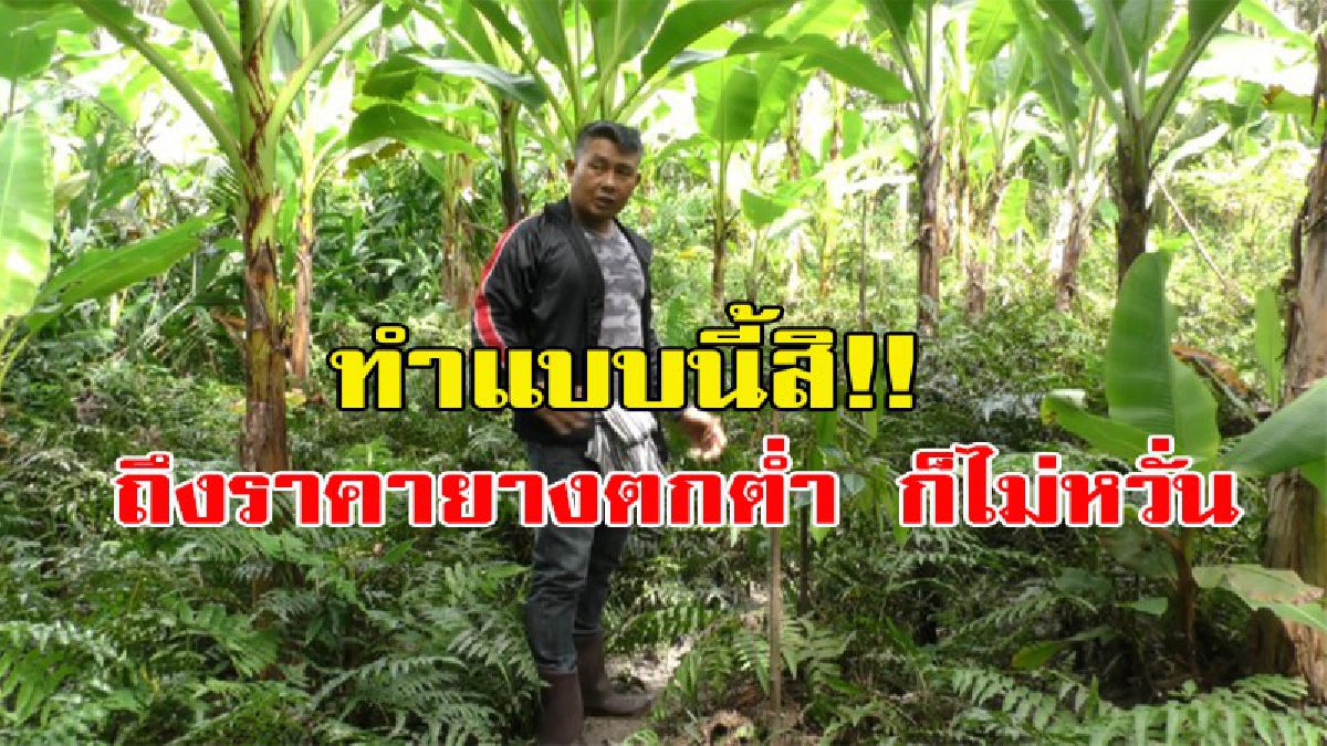 เผยวิธีรับมือ!!! ทำแบบนี้สิ!!!! ปลูกพืชแซมสวนยางและทำเกษตรผสมผสาน ไม่มีปัญหาแม้ราคายางตกต่ำ