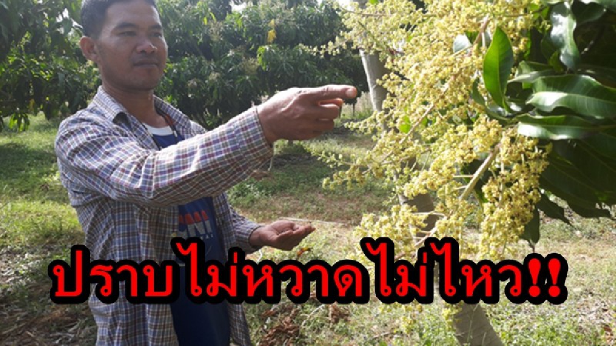 ปราบไม่หวาดไม่ไหว!! ชาวสวนมะม่วงเดือดร้อนหนัก แมงจีนูนป่วนสวนมะม่วงน้ำดอกไม้ หวั่นผลผลิตลดต่ำลง!?
