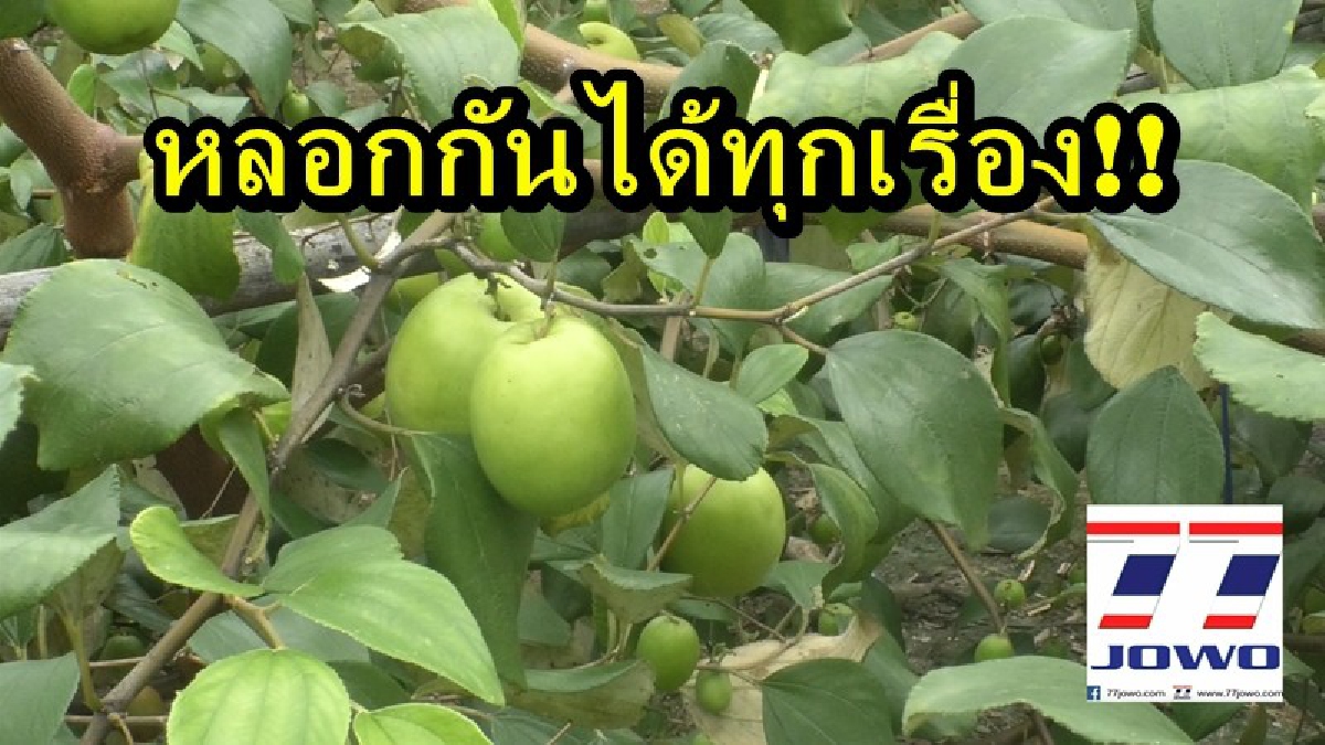หลอกกันได้ทุกเรื่อง!! แม่ค้าหลอกขายพุทรานมสดปลอม ระบาดหนักในวังน้ำเขียว ผู้ว่าฝากเตือนดูกันให้ดี
