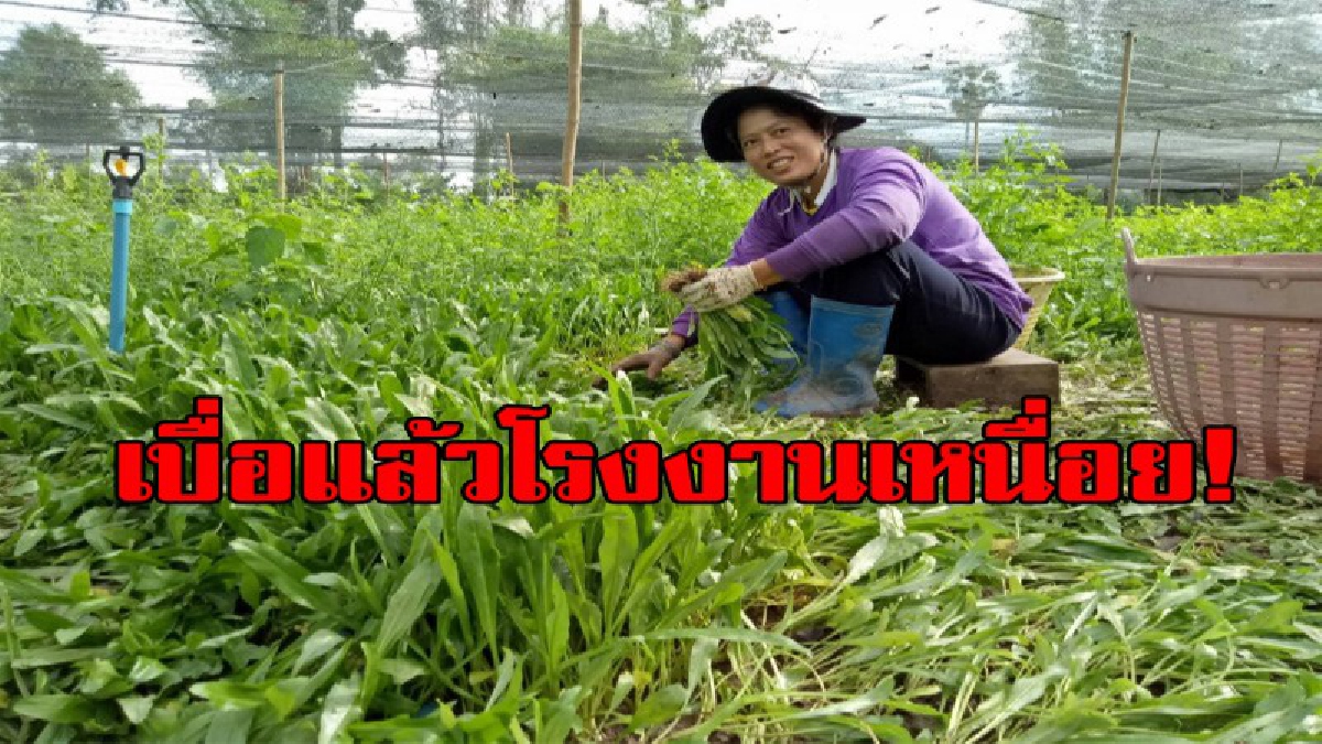 เลิกทำแล้วโรงงานเหนื่อย!!ไม่รวยปีนี้จะไปรวยปีไหน ปลูกผักชีฝรั่งขาย แถมรายได้เป็นกอบเป็นกำ