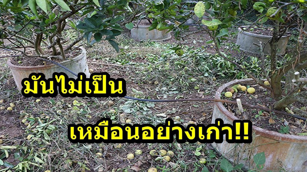 มันไม่เป็นเหมือนอย่างเก่า!! ชาวสวนมะนาวน้ำตาตกใน ราคามะนาวตกต่ำ ต้องปล่อยผลผลิตทิ้งเสียหาย
