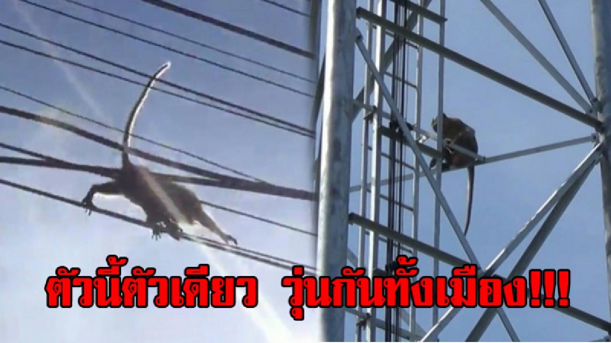 ลูกเล็ก เด็กแดง ชาวบ้าน สุดผวา !! ลิงแสมตัวอ้วน ป่วนทั้งหมู่บ้าน กู้ภัย ล้อมจับ ก็เอาไม่อยู่ หนีหายเข้าป่า