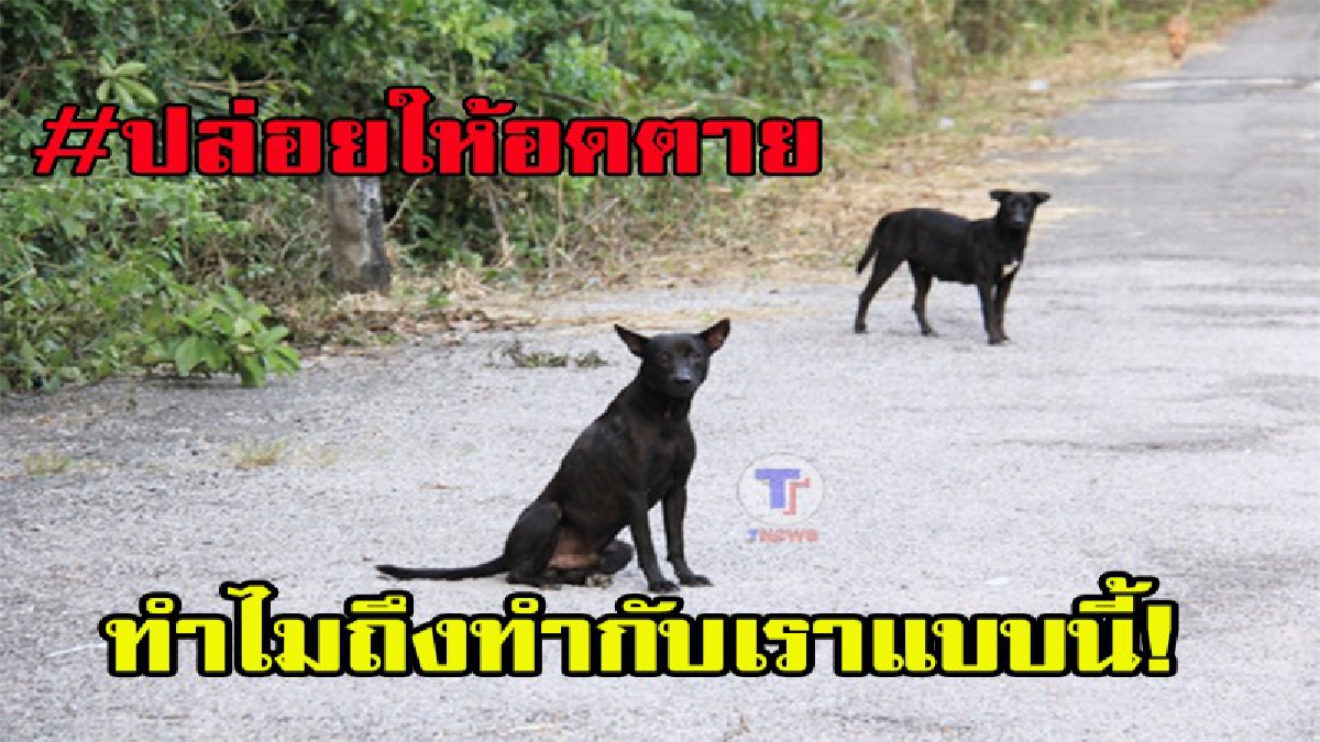 สะเทือนหัวใจ ปล่อยให้มันอดตายไปอย่างช้าๆ ใจบาปนำสุนัขกว่า 30 ตัวไปปล่อยทิ้งบนเขายายดา