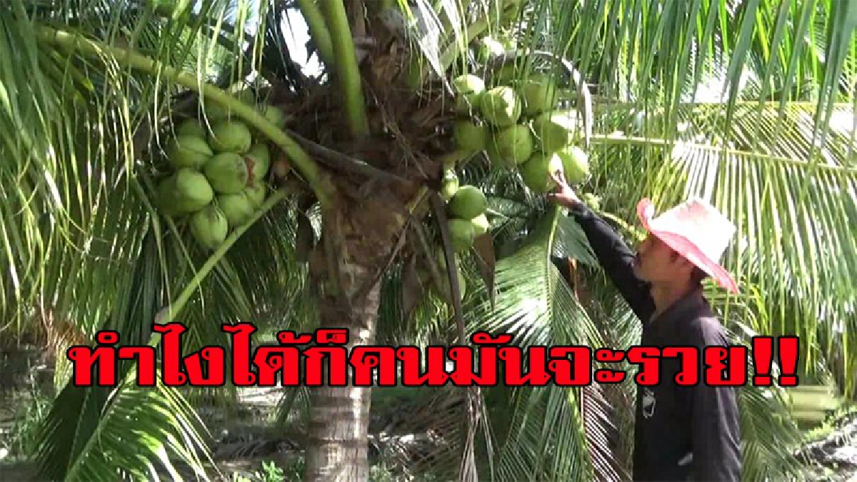 รู้แล้วถึงกับอึ้งทำยังไง...ปลูกมะพร้าวน้ำหอม สร้างรายได้หลักแสนต่อเดือน !!!