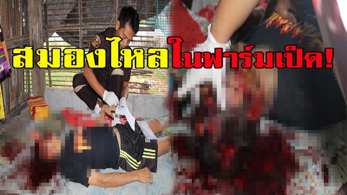 หนุ่มคลั่งยาเข้ามอบตัว หลังรัวเหล็กใส่หัวเพื่อน จนสมองไหลในฟาร์มเป็ด!