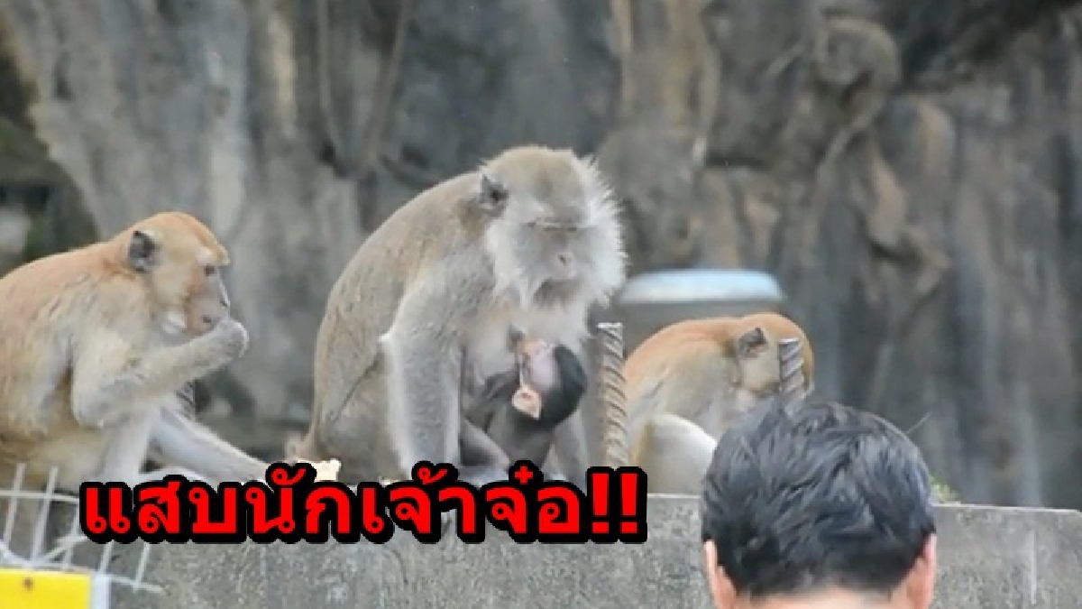 แสบนักเจ้าจ๋อ!! นักท่องเที่ยวชาวรัสเซีย ถูกลิงกัดแขนจมเขี้ยว ขณะที่กำลังหยอกล้อกับลิง ในวัดดังจังหวัดกระบี่