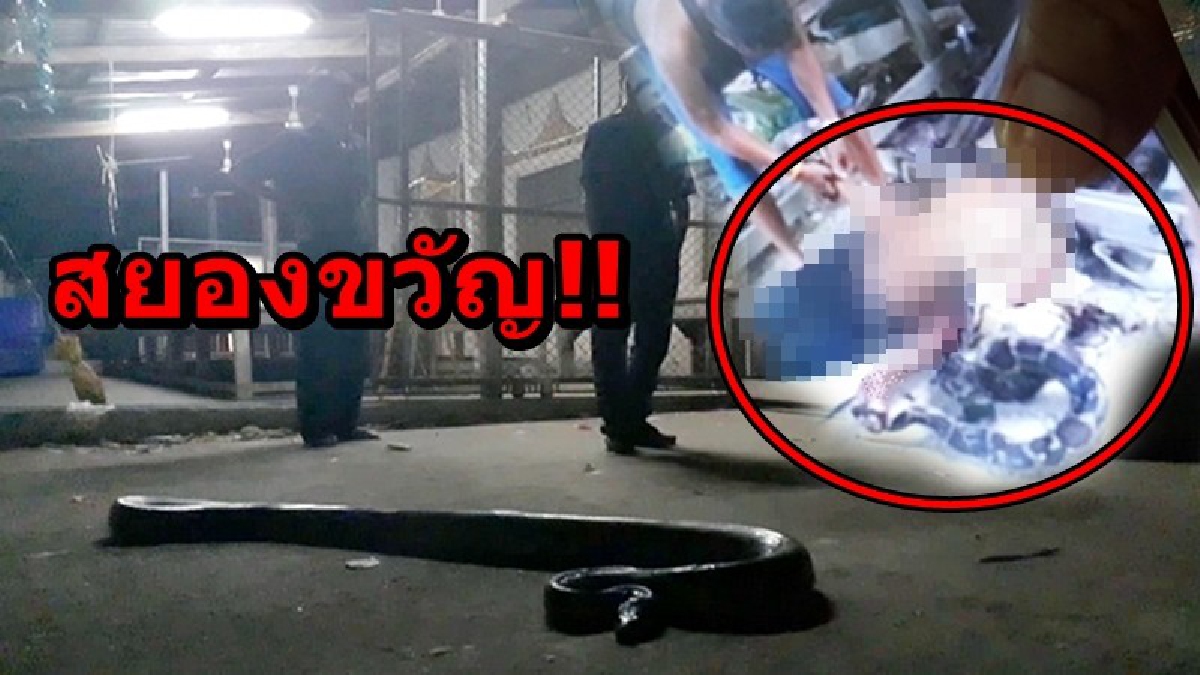 วินาทีระทึกขวัญ!! ได้ยินเสียงน้องชายเรียก โผล่หน้าไปดูถึงกับช็อค เห็นน้องชายถูกงูหลามรัดดิ้นทุรนทุราย พยายามช่วยดึงออก แต่ก็ไม่ทันการ